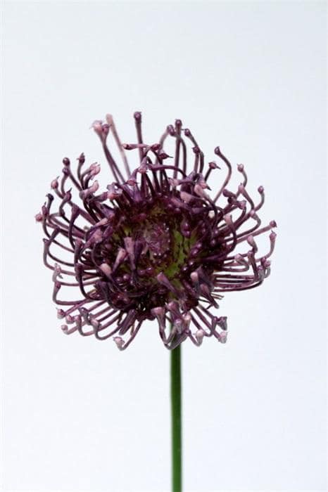 Green Protea Spray - Image 2