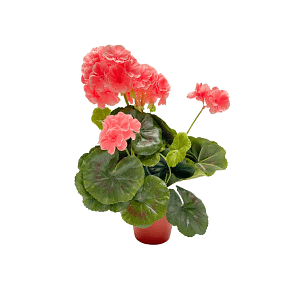 Geranium Plant + Pot-Peach