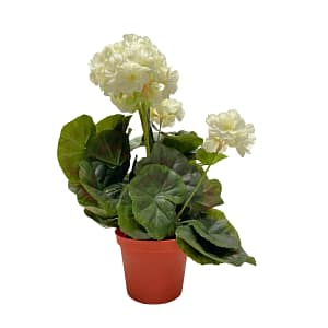 Gerenium Plant + Pot-White