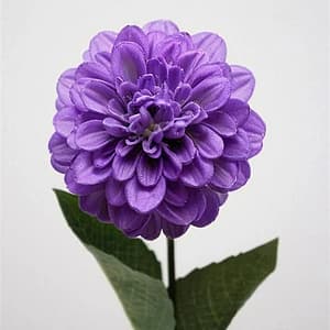 Dahlia Lavender Flower