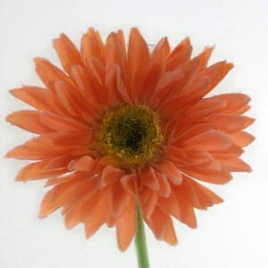 Salmon Gerbera Daisy