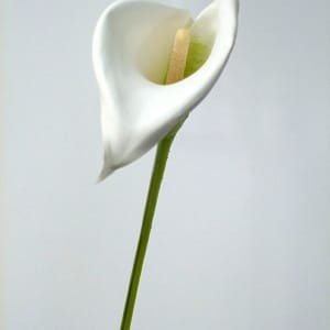 Calla Lily