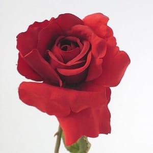 TheShowroom Furniture Kitty Rose Spray