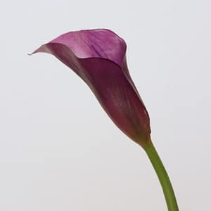 TheShowroom Furniture Small Calla Lily-Dark Purple