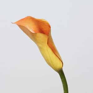 TheShowroom Furniture Small Calla Lily-Orange