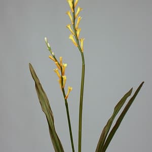 Lori Honey Suckle Spray Blooms