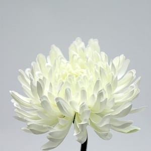 TheShowroom Furniture White Flower Single Mum