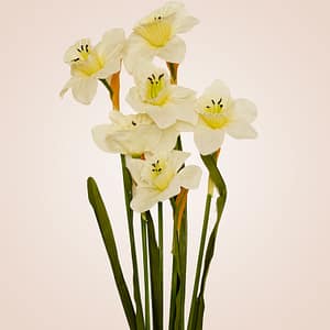 Doris Daffodils