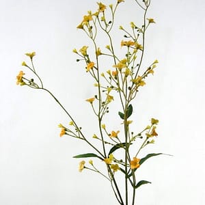 Kimberly Gypsofilia Flowers