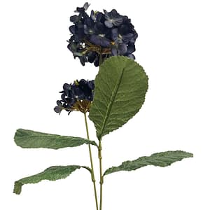 Deb Hydrangea Blooms