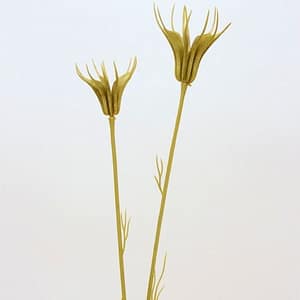 TheShowroom Furniture Green Nigella Spray