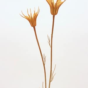 TheShowroom Furniture Natural Nigella Spray