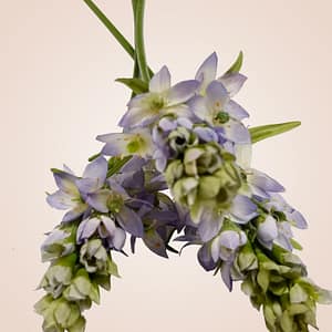 Melissa ORNITHOGALUM Buds