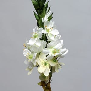 Julia ORNITHOGALUM Stalk
