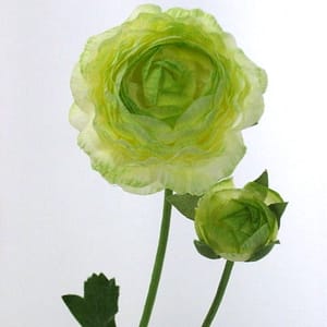 TheShowroom Furniture Cream Ranunculus Flower