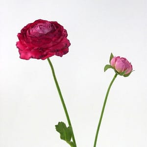 TheShowroom Furniture Fuchsia Ranunculus Flower