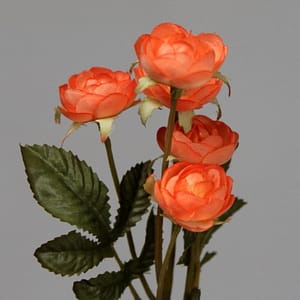 Bonnie Roses