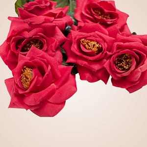 Red Roses