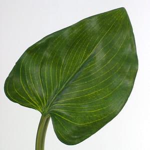 Norma Calla Leaf