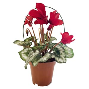Cyclamen Blooms