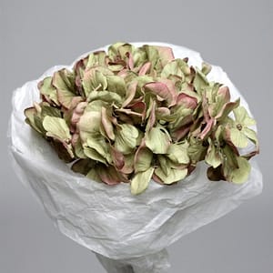 Theshowroom Furniture Mauve Hortensia Flower