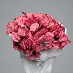 Theshowroom Furniture Pink Hortensia Flower