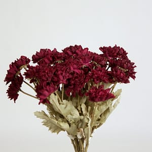 Bordeaux Dahlia Mini