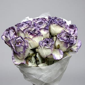Big Violet Rose