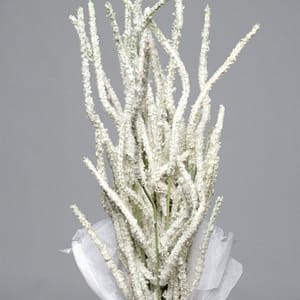 White Lytrum Stalk