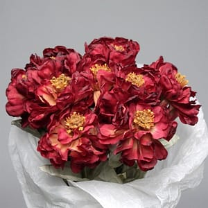 ZINNIA BURGUNDY