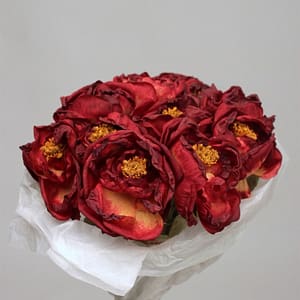 ROSE OUVERTE BORDEAUX