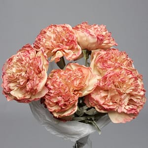 Peach Peony
