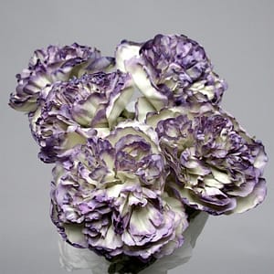 Purple Peony