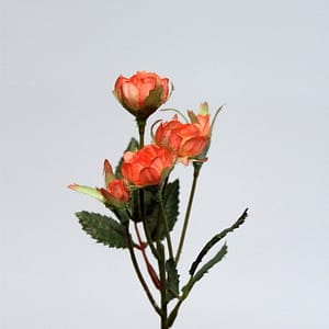 FW1492/MINI ROSE 30 CM 36/1080