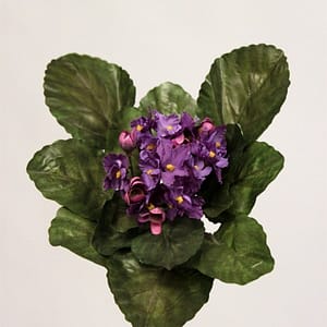 Violet African Violet