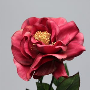 Iyo Rose