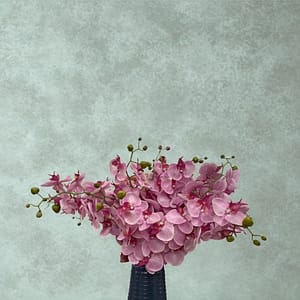 PHALAENOPSIS PURPLE FLOWER