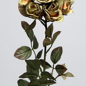 Yellow Rose Flower