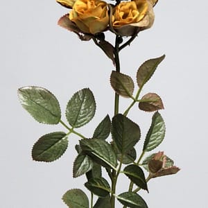 Mustard Rose Flower