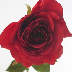 Country Rose Spray-Red