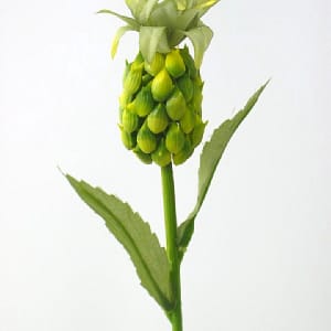Green Artichoke