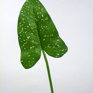 Sally Leaf