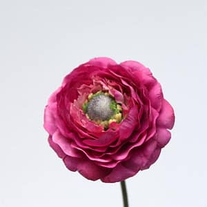 Fushia Ranunculus Bloom