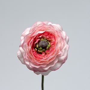 Pink Ranunculus Bloom