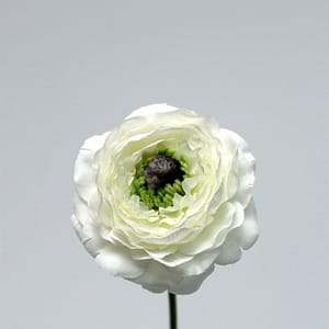 White Ranunculus Bloom