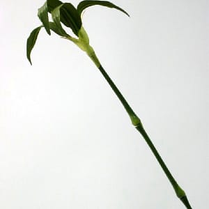 Margaret Bamboo Tree