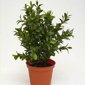 Boxwood Shrub