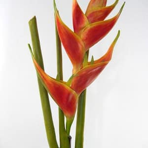 HELICONIA BRANCH RED YELLOW 80CM