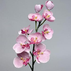 Phalaenopsis