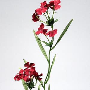 Dianthus Bordeaux Flower
